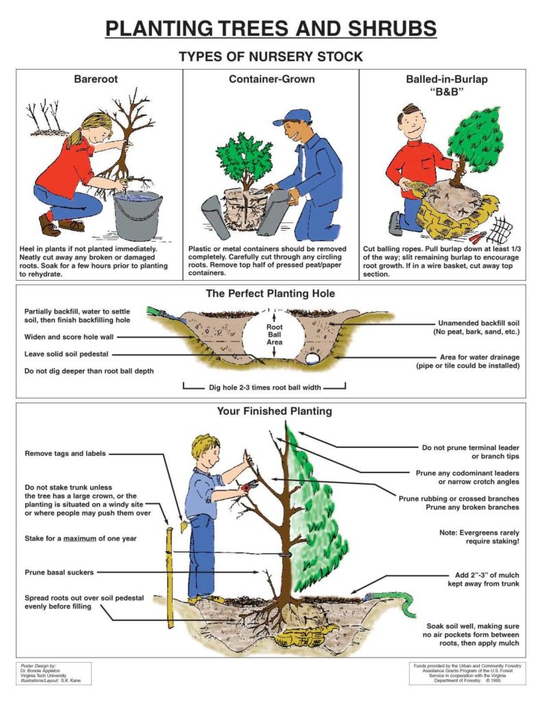 handout_Planting-Trees-Shrubs